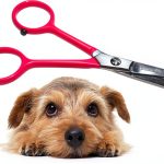 Tiny Trim Safety Scissors for Dogs Blue-0